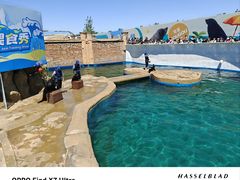 -秦皇岛乐岛海洋王国