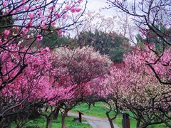 -梅花山(明孝陵内)