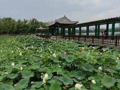 -莲花池公园