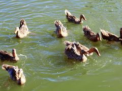 -野鸭湖国家湿地公园