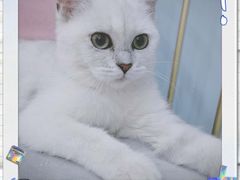 -BABIT巴比特宠物(MOMOPARK店)