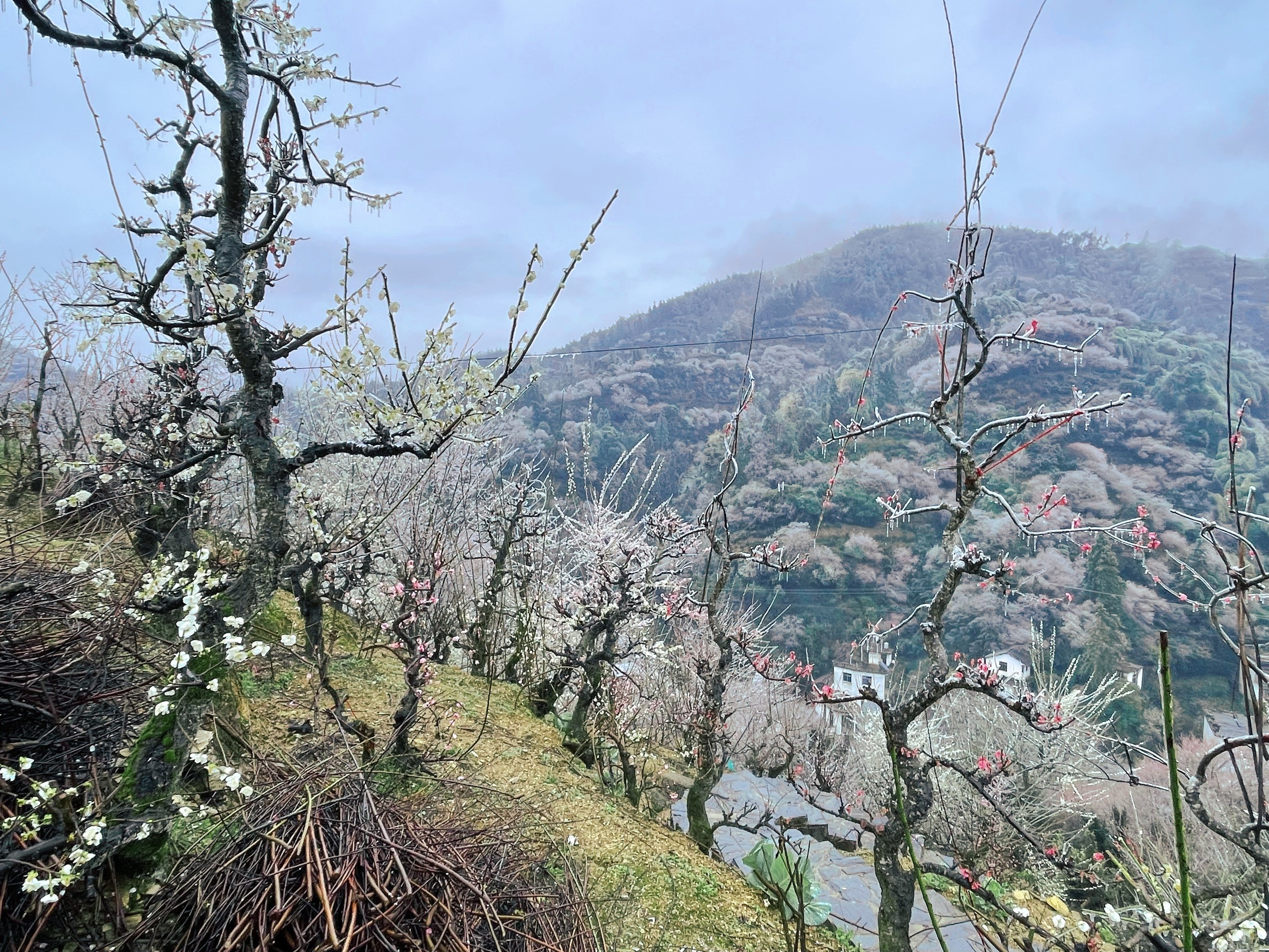 黄山梅花村图片