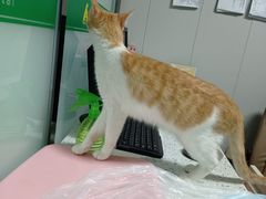 -半岛宠物医院24小时(科华中路店)