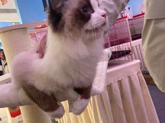 -Manner Coffee(凯德天府店)