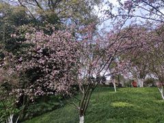 -南山植物园