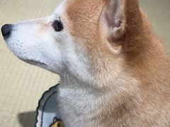 -逗柴咖啡屋·狗咖猫咖宠物桌游