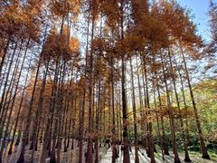 -桤木河湿地公园