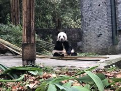 -都江堰中华大熊猫苑