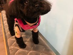 -PETKIT小佩宠物(古北店)