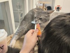 -楼上猫咖(罗湖店)