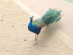 -秦皇岛野生动物园