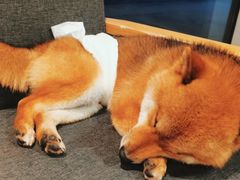 -南京Hallo宠物乐园·哈罗犬舍·柴犬繁育基地