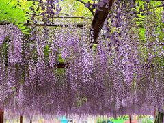 -嘉定紫藤园