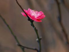 -南国桃园旅游度假区