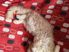 -猫大福·Fortune Cat猫舍(百子湾店)