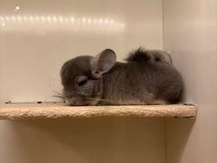 -龙猫仔乐园(惠福东路店)