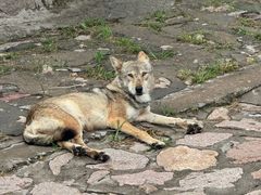 -西霞口神雕山野生动物世界