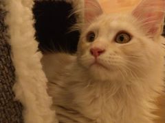 -猫腻·猫咖·撸猫馆(星光大道店)