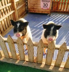 -萌宠亲子动物乐园(槐房万达店)