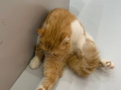 -糯米喵星人·撸猫猫舍咖啡馆(西市场嘉华店)