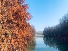 -上海海湾国家森林公园