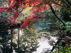 -西湖外事游船(花港观鱼码头)