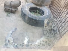 -青藏高原野生动物园