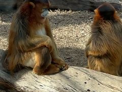 -大连森林动物园