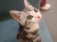 -爱妮康宠物医院·干细胞免疫细胞·肿瘤·心脏(张江店)