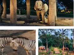 -清迈夜间动物园