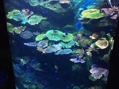 -暹罗海洋世界