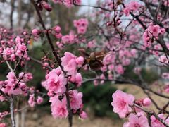 -鹫峰国家森林公园