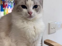 -有喵·猫咖·狗咖·30几只猫10只小狗(岗厦店)