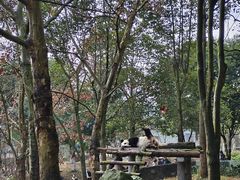 -都江堰中华大熊猫苑
