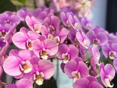 -豆豆花艺(新光天地店)