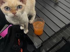 -琪喵猫屋·撸猫猫咖·猫舍