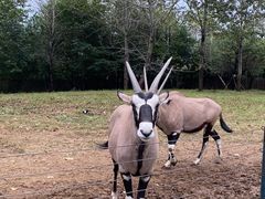 -大连森林动物园