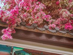 -深圳国际园林花卉博览园