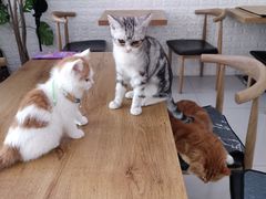 -平行世界·猫咖(首经贸店)