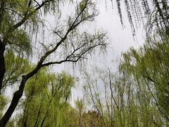 -柳浪闻莺公园