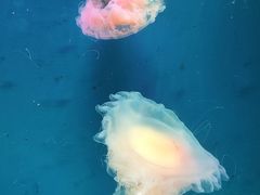 -广州海洋馆