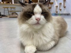 -Heymao猫咖.咖啡厅(东门店)