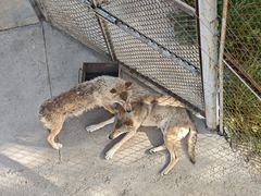 -青藏高原野生动物园