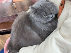 -蓝鲸·缅因猫舍