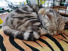 -平行世界·猫咖(首经贸店)