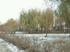 -群力丁香公园