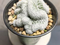 -龙大花卉苗木市场