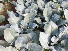 -上膳源有机农场