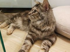-momokira米努特·德文卷毛猫·棉花面纱犬