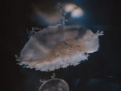 -大阪海游馆